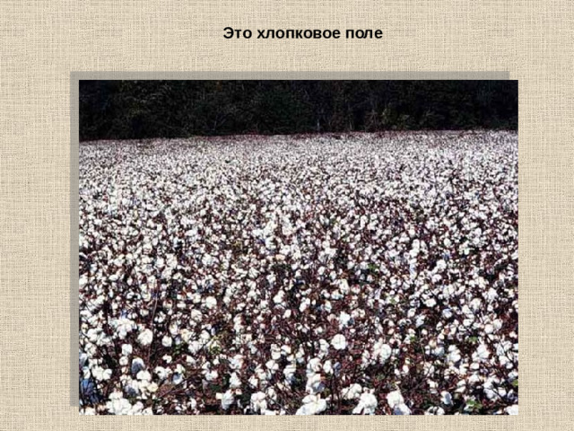 Это хлопковое поле