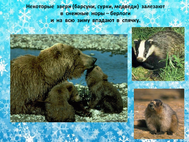 БАРСУК СУРОК МЕДВЕДЬ