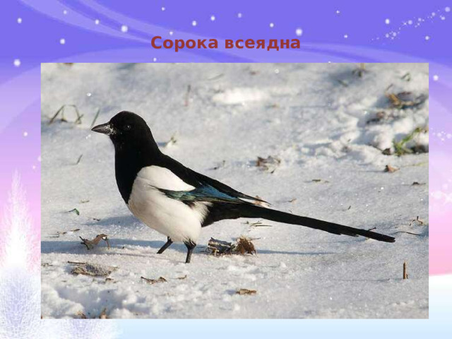 Сорока всеядна