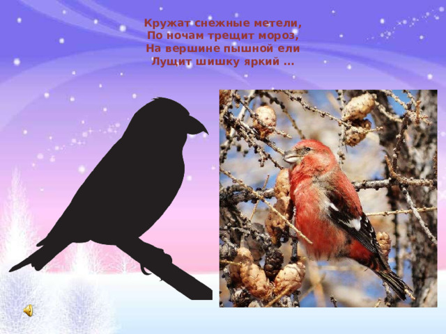 Кружат снежные метели,  По ночам трещит мороз,  На вершине пышной ели  Лущит шишку яркий …
