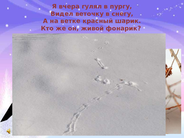 Я вчера гулял в пургу,  Видел веточку в снегу,  А на ветке красный шарик.  Кто же он, живой фонарик? 