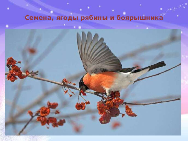 Семена, ягоды рябины и боярышника