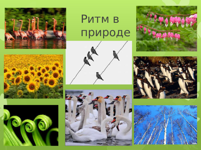 Ритм в природе