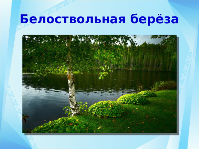 Белоствольная берёза