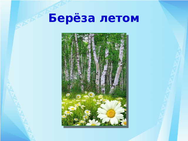 Берёза летом