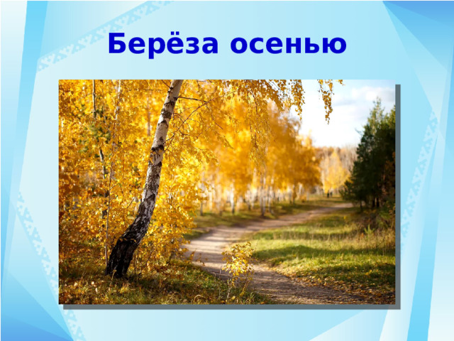 Берёза осенью