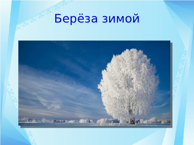 Берёза зимой