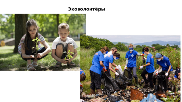 Эковолонтёры