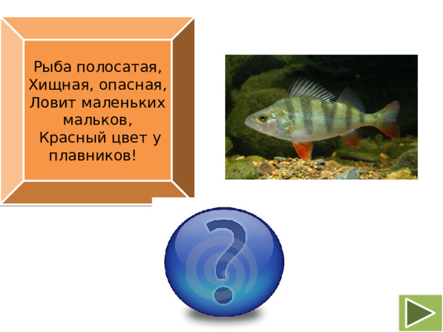 Рыба полосатая, Хищная, опасная, Ловит маленьких мальков,  Красный цвет у плавников! Окунь