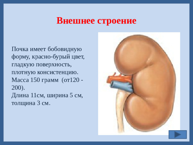 Внешнее строение Почка имеет бобовидную форму, красно-бурый цвет, гладкую поверхность, плотную консистенцию. Масса 150 грамм (от120 - 200). Длина 11см, ширина 5 см, толщина 3 см.