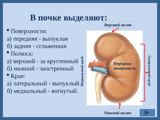 Латеральный край Медиальный край В почке выделяют: Поверхности: а) передняя - выпуклая б) задняя - сглаженная Полюса: а) верхний - за кругленный б) нижний - заостренный Края: а) латеральный - выпуклый б) медиальный - вогнутый . Верхний полюс Передняя поверхность Нижний полюс