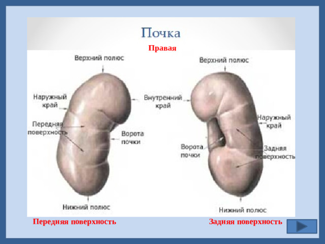 Правая  Передняя поверхность Задняя поверхность