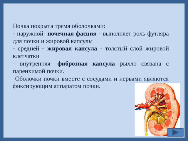 Почка покрыта тремя оболочками: - наружной- почечная фасция - выполняет роль футляра для почки и жировой капсулы - средней - жировая капсула - толстый слой жировой клетчатки - внутренняя- фиброзная капсула рыхло связана с паренхимой почки.  Оболочки почки вместе с сосудами и нервами являются фиксирующим аппаратом почки.