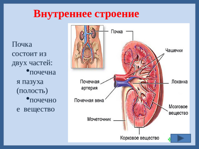 Внутреннее строение Почка состоит из двух частей: