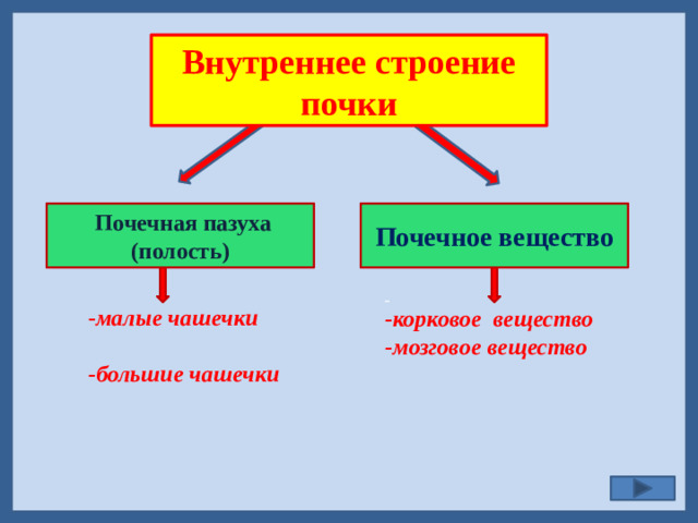 Внутреннее строение почки   Почечная пазуха (полость) Почечное вещество  - малые чашечки -большие чашечки  -корковое вещество -мозговое вещество
