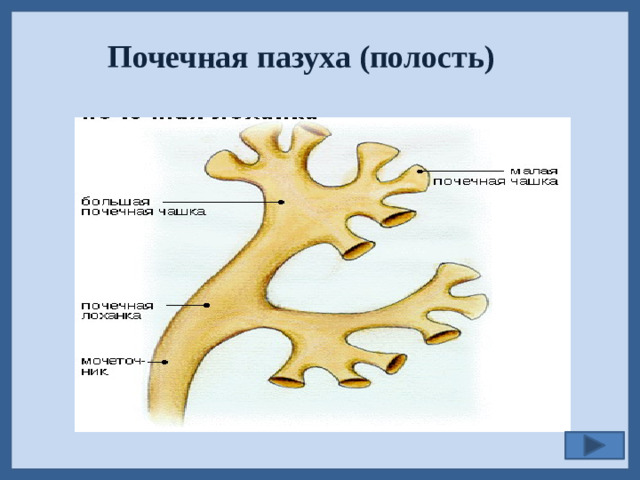 Почечная пазуха (полость)