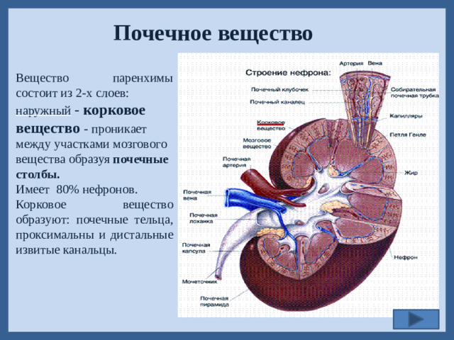 Почечное вещество  Вещество паренхимы состоит из 2-х слоев: наружный  - корковое вещество - проникает между участками мозгового вещества образуя почечные столбы. Имеет 80% нефронов. Корковое вещество образуют: почечные тельца, проксимальны и дистальные извитые канальцы.
