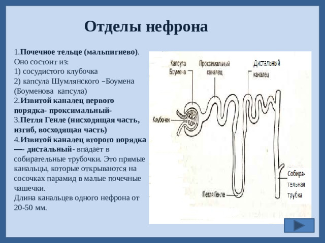 Отделы нефрона 1. Почечное тельце (мальпигиево) . Оно состоит из: 1) сосудистого клубочка 2) капсула Шумлянского – Боумена (Боуменова капсула) 2. Извитой каналец первого порядка- проксимальный-  3. Петля Генле (нисходящая часть, изгиб, восходящая часть) 4. Извитой каналец второго порядка ― - дистальный - впадает в собирательные трубочки. Это прямые канальцы, которые открываются на сосочках парамид в малые почечные чашечки. Длина канальцев одного нефрона от 20-50 мм.