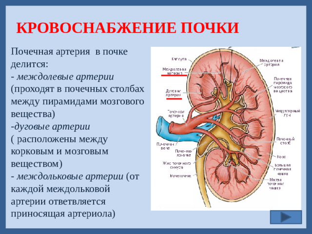 КРОВОСНАБЖЕНИЕ ПОЧКИ Почечная артерия в почке делится: - междолевые артерии (проходят в почечных столбах между пирамидами мозгового вещества) - дуговые артерии ( расположены между корковым и мозговым веществом) - междольковые артерии (от каждой междольковой артерии ответвляется приносящая артериола)