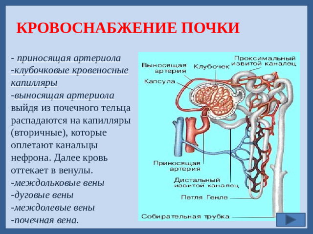 КРОВОСНАБЖЕНИЕ ПОЧКИ - приносящая артериола - клубочковые кровеносные капилляры - выносящая артериола  выйдя из почечного тельца распадаются на капилляры (вторичные), которые оплетают канальцы нефрона. Далее кровь оттекает в венулы. - междольковые вены -дуговые вены -междолевые вены -почечная вена.