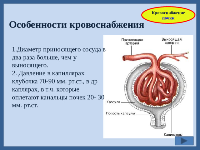 Кровоснабжение почки Особенности кровоснабжения 1.Диаметр приносящего сосуда в два раза больше, чем у выносящего. 2. Давление в капиллярах клубочка 70-90 мм. рт.ст., в др каплярах, в т.ч. которые оплетают канальцы почек 20- 30 мм. рт.ст.