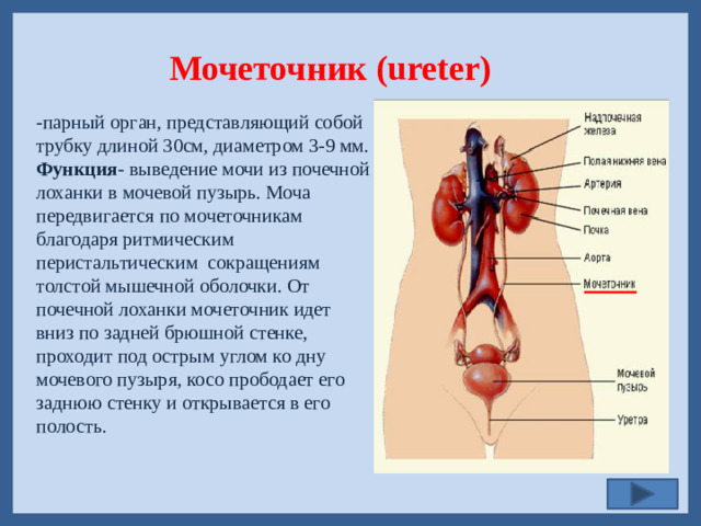 Мочеточник (ureter) -парный орган, представляющий собой трубку длиной 30см, диаметром 3-9 мм. Функция - выведение мочи из почечной лоханки в мочевой пузырь. Моча передвигается по мочеточникам благодаря ритмическим перистальтическим сокращениям толстой мышечной оболочки. От почечной лоханки мочеточник идет вниз по задней брюшной стенке, проходит под острым углом ко дну мочевого пузыря, косо прободает его заднюю стенку и открывается в его полость.