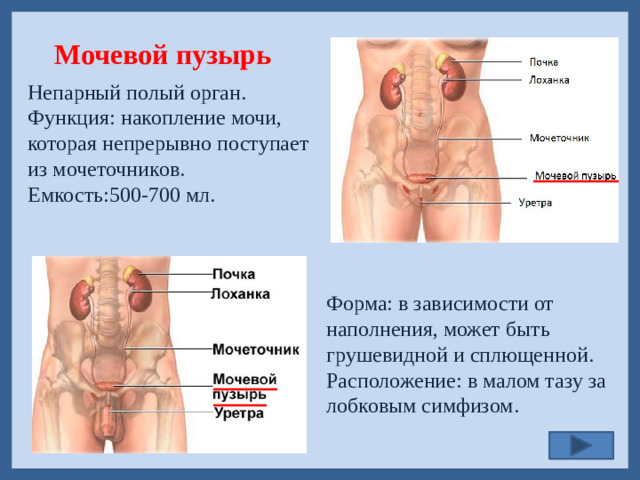 Мочевой пузырь Непарный полый орган. Функция: накопление мочи, которая непрерывно поступает из мочеточников. Емкость:500-700 мл. Форма: в зависимости от наполнения, может быть грушевидной и сплющенной. Расположение: в малом тазу за лобковым симфизом.