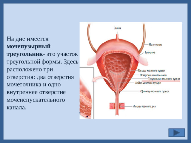 На дне имеется мочепузырный треугольник - это участок треугольной формы. Здесь расположено три отверстия: два отверстия мочеточника и одно внутреннее отверстие мочеиспускательного канала.