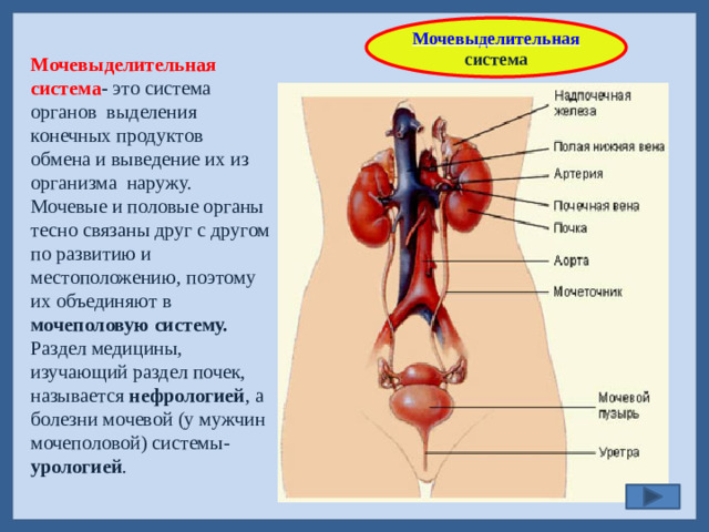 Мочевыделительная  система Мочевыделительная система - это система органов выделения конечных продуктов обмена и выведение их из организма наружу. Мочевые и половые органы тесно связаны друг с другом по развитию и местоположению, поэтому их объединяют в мочеполовую систему. Раздел медицины, изучающий раздел почек, называется нефрологией , а болезни мочевой (у мужчин мочеполовой) системы- урологией .