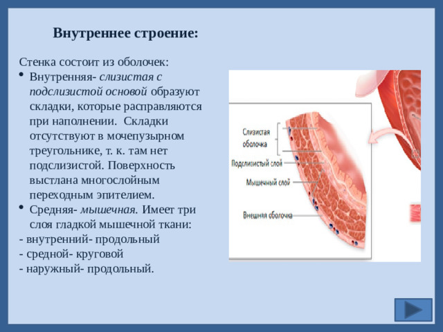Внутреннее строение: Стенка состоит из оболочек: Внутренняя- слизистая с подслизистой основой образуют складки, которые расправляются при наполнении. Складки отсутствуют в мочепузырном треугольнике, т. к. там нет подслизистой. Поверхность выстлана многослойным переходным эпителием. Средняя- мышечная. Имеет три слоя гладкой мышечной ткани: - внутренний- продольный - средной- круговой - наружный- продольный.