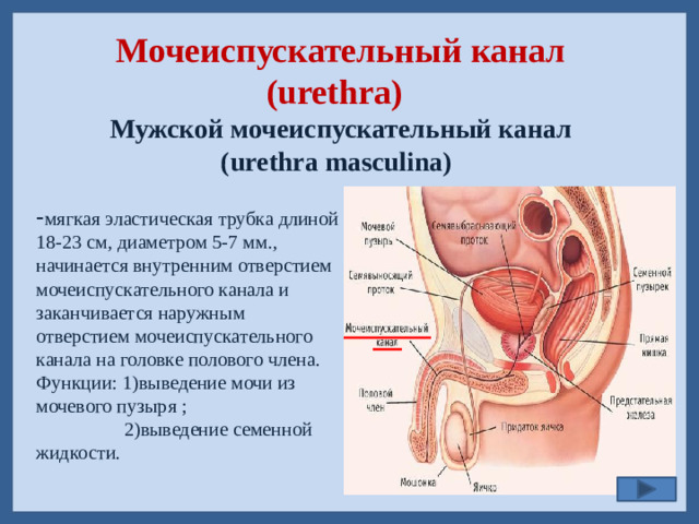 Мочеиспускательный канал  (urethra)  Мужской мочеиспускательный канал (urethra masculina)  - мягкая эластическая трубка длиной 18-23 см, диаметром 5-7 мм., начинается внутренним отверстием мочеиспускательного канала и заканчивается наружным отверстием мочеиспускательного канала на головке полового члена. Функции: 1)выведение мочи из мочевого пузыря ;  2)выведение семенной жидкости.
