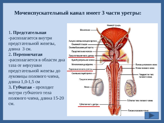 Мочеиспускательный канал имеет 3 части уретры: 1 . Предстательная -располагается внутри предстательной железы, длина 3 см. 2 . Перепончатая -располагается в области дна таза от верхушки предстательной железы до луковицы полового члена, длина 1,0-1,5 см 3 . Губчатая - проходит внутри губчатого тела полового члена, длина 15-20 см.