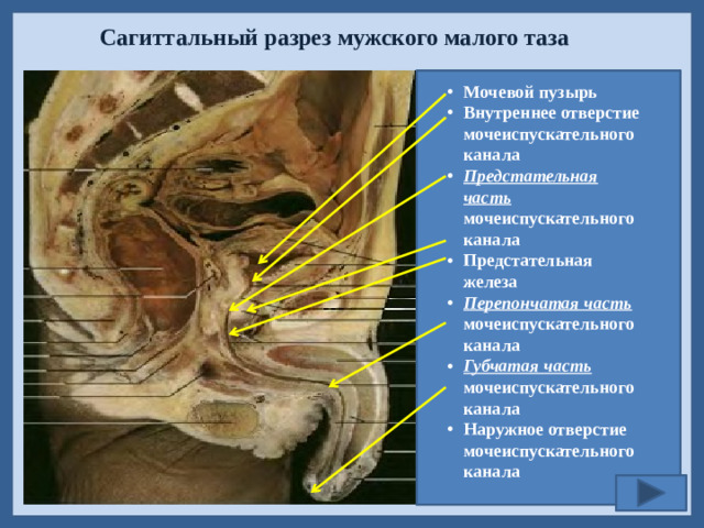 Сагиттальный разрез мужского малого таза