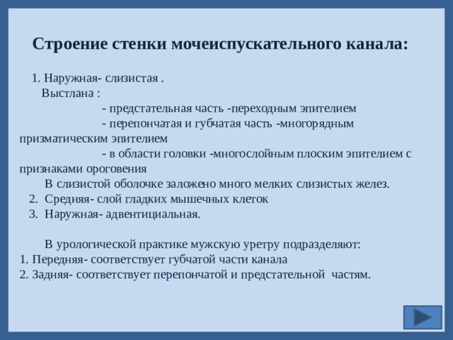 Строение стенки мочеиспускательного канала:   1. Наружная- слизистая .  Выстлана :  - предстательная часть -переходным эпителием  - перепончатая и губчатая часть -многорядным призматическим эпителием  - в области головки -многослойным плоским эпителием с признаками ороговения  В слизистой оболочке заложено много мелких слизистых желез.  2. Средняя- слой гладких мышечных клеток  3. Наружная- адвентициальная.  В урологической практике мужскую уретру подразделяют: 1. Передняя- соответствует губчатой части канала 2. Задняя- соответствует перепончатой и предстательной частям.