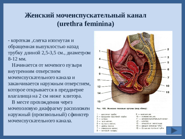 Женский мочеиспускательный канал (urethra feminina) - короткая ,слегка изогнутая и обращенная выпуклостью назад трубку длиной 2,5-3,5 см., диаметром 8-12 мм.  Начинается от мочевого пузыря внутренним отверстием мочеиспускательного канала и заканчивается наружным отверстием, которое открывается в преддверие влагалища на 2 см ниже клитора.  В месте прохождения через мочеполовую диафрагму расположен наружный (произвольный) сфинктер мочеиспускательного канала.