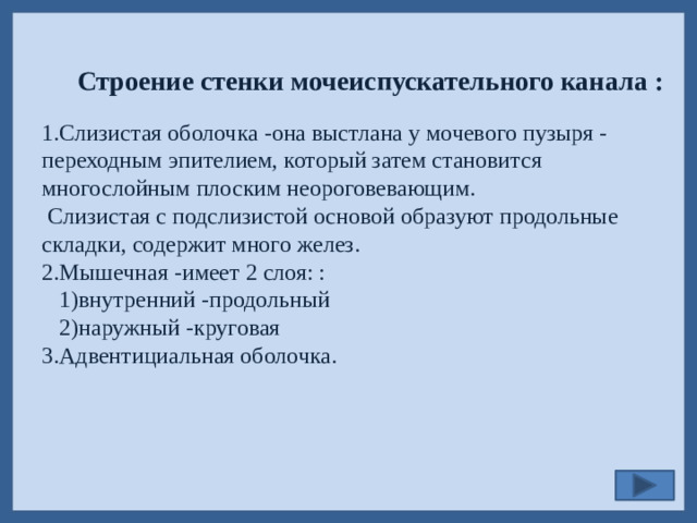 Строение стенки мочеиспускательного канала : 1.Слизистая оболочка -она выстлана у мочевого пузыря - переходным эпителием, который затем становится многослойным плоским неороговевающим.  Слизистая с подслизистой основой образуют продольные складки, содержит много желез. 2.Мышечная -имеет 2 слоя: :  1)внутренний -продольный  2)наружный -круговая 3.Адвентициальная оболочка.