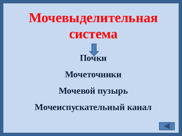 Мочевыделительная система Почки Мочеточники Мочевой пузырь Мочеиспускательный канал