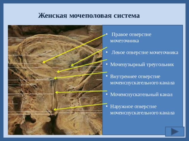 Женская мочеполовая система