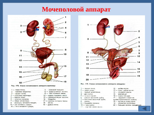 Мочеполовой аппарат