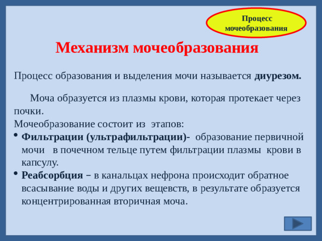Процесс мочеобразования  Механизм мочеобразования Процесс образования и выделения мочи называется диурезом.  Моча образуется из плазмы крови, которая протекает через почки. Мочеобразование состоит из этапов: