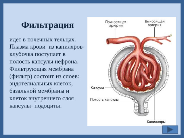 Фильтрация идет в почечных тельцах. Плазма крови из капиляров- клубочка поступает в полость капсулы нефрона. Фильтрующая мембрана (фильтр) состоит из слоев: эндотелиальных клеток, базальной мембраны и клеток внутреннего слоя капсулы- подоциты.