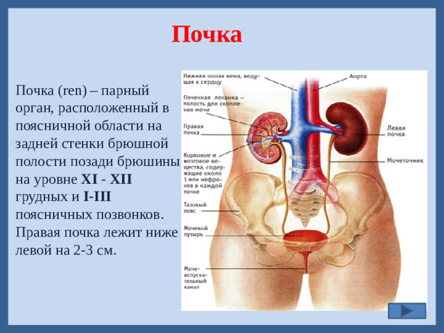 Почка Почка (ren) – парный орган, расположенный в поясничной области на задней стенки брюшной полости позади брюшины на уровне XI - XII грудных и I-III поясничных позвонков. Правая почка лежит ниже левой на 2-3 см. Фото трупа