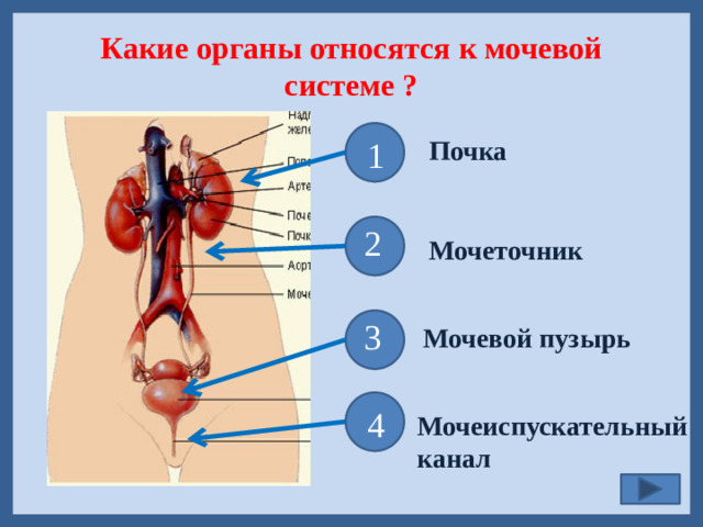 Какие органы относятся к мочевой системе ?  1 Почка  2 Мочеточник  3 Мочевой пузырь  4 Мочеиспускательный канал