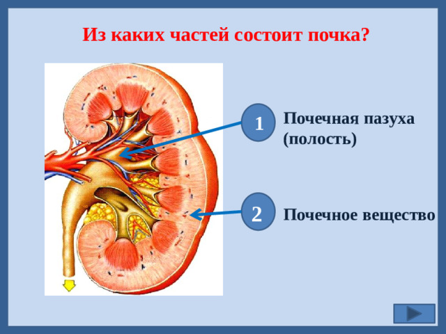 Из каких частей состоит почка? Почечная пазуха (полость)  1  2 Почечное вещество