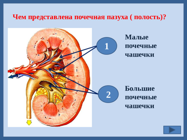 Чем представлена почечная пазуха ( полость)? Малые почечные чашечки   1   2 Большие почечные чашечки