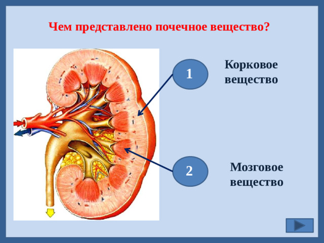 Чем представлено почечное вещество? Корковое вещество  1 Мозговое вещество  2