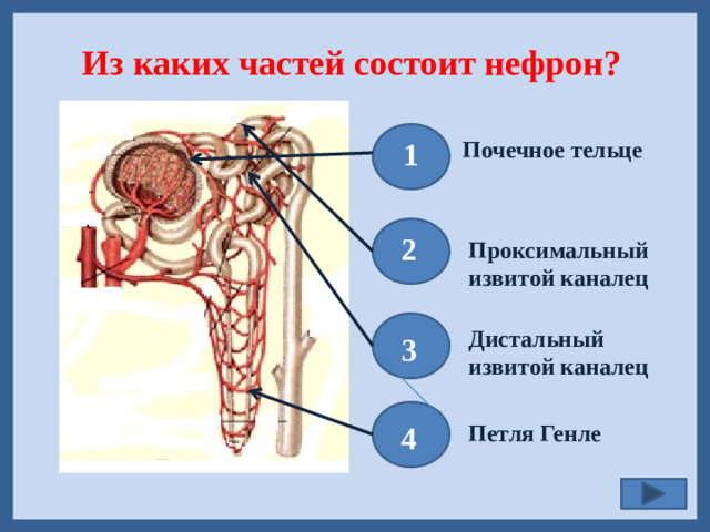 Из каких частей состоит нефрон? Почечное тельце  1  2 Проксимальный извитой каналец Дистальный извитой каналец  3  4 Петля Генле