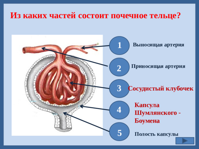 Из каких частей состоит почечное тельце?  1 Выносящая артерия  2 Приносящая артерия  3 Сосудистый клубочек Капсула Шумлянского - Боумена  4  5 Полость капсулы