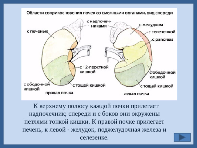 К верхнему полюсу каждой почки прилегает надпочечник; спереди и с боков они окружены петлями тонкой кишки. К правой почке прилегает печень, к левой - желудок, поджелудочная железа и селезенке.