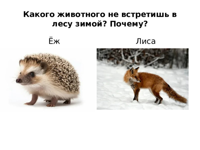 Какого животного не встретишь в лесу зимой? Почему? Ёж Лиса